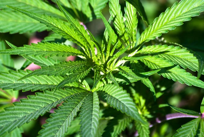 Cities and towns across the state are temporarily restricting medical marijuana dispensaries.