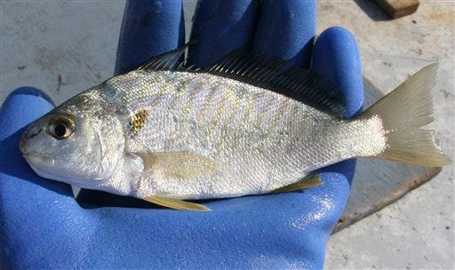 This August 2012 photo provided by the University of Massachusetts-Dartmouth Center for Coastal Studies shows an an Atlantic croaker, captured and released from a Nantucket Sound fish weir off the island of Nantucket.
