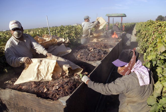 In this photo taken on Tuesday, Sept. 24, 2013 near Fresno, Calif., farmworkers pick paper trays of dried raisins off the ground and heap them onto a trailer in the final step of raisin harvest. This year, due to a labor shortage in California and other western states, many growers increased farmworker wages by up to 20 percent pay and gave other incentives, making this one of the best harvests for the workers.