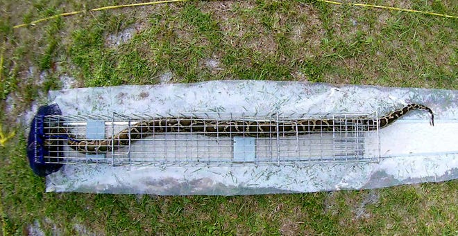 In this photo taken from a video, a python curled up in a test trap at a research facility in Gainesville. The trap was patented by the USDA.