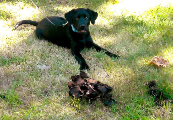 Macy is a 4-month-old black Labrador, ate a type of fungus in the front yard of her Akron, Ohio, home and got sick.