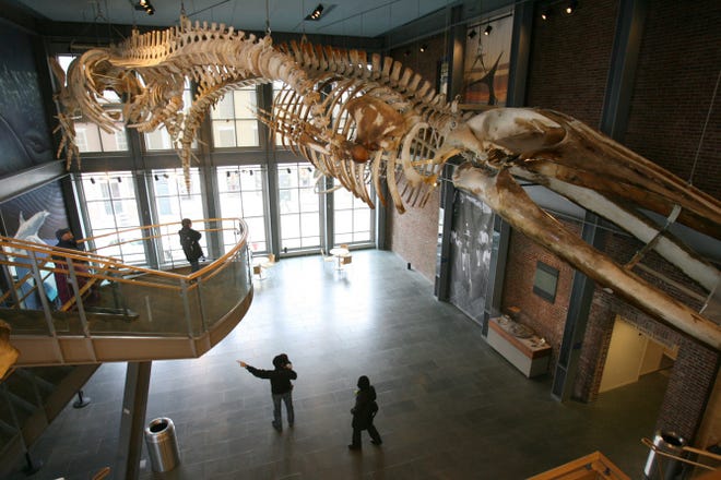 The New Bedford Whaling Museum has something for visitors of all ages. It boasts four complete whale skeletons — each dramatically suspended from the ceiling.