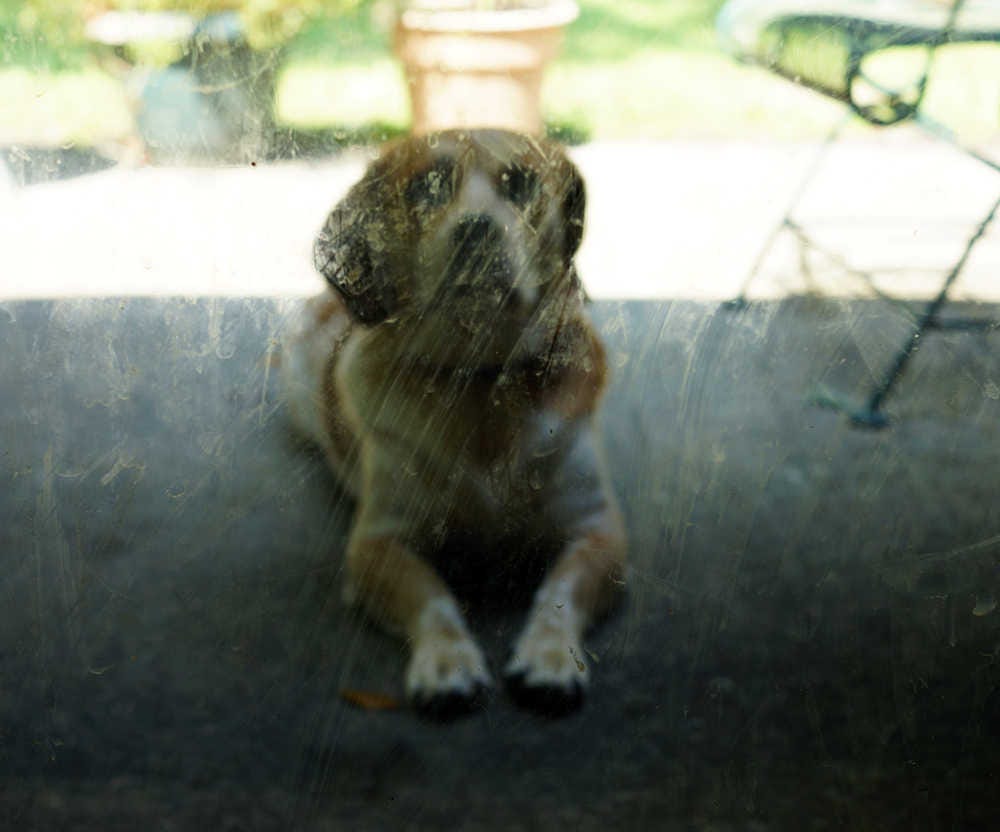 What color paint matches the dog slobber?