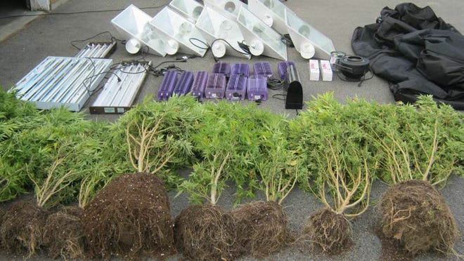 A police call to the Bakers Pond Road area early Thursday morning led officers to an alleged marijuana-growing operation and $24,000 worth of plants.