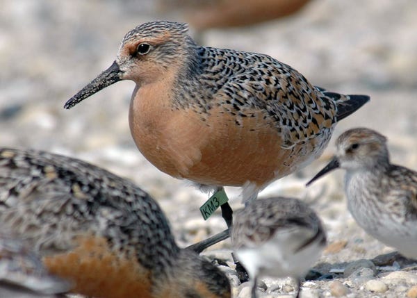 This handout photo provided by the US Fish and Wildlife Service, taken May 22, 2007, shows a red knot in Mispillion Harbor, Del. The Obama administration is moving to protect the red knot, a robin-sized shorebird known for its 10,000-mile migration from South America to the Arctic.