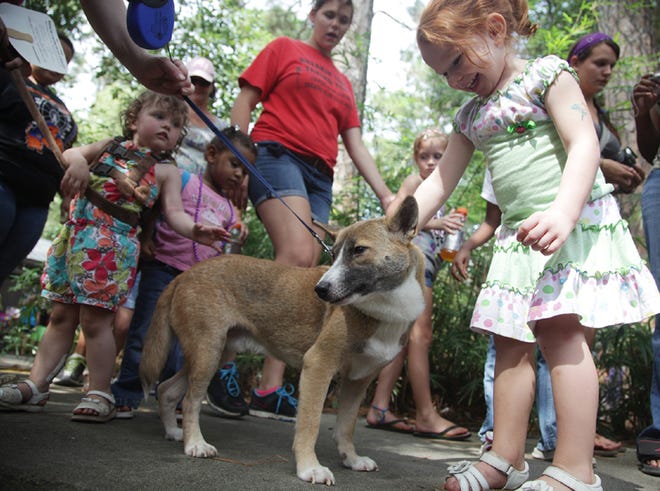 Isabella Jalovec, 2, pets a New Guinea singing dog during Zoobilee last year at ZooWorld in Panama City Beach. The annual event is this weekend.