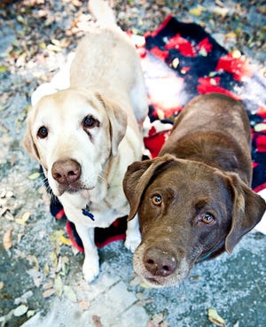 Bailee and Chelsea are available at Baypath Humane Society.