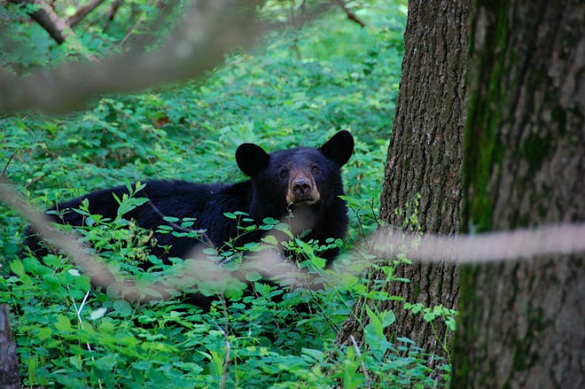 Oklahoma's black bear archery hunting season opened Tuesday in the southeastern Oklahoma counties of Pushmatha, McCurtain, Le Flore and Latimer counties. Hunters had checked in 21 bears as of Friday morning but were finding less success than last year. Archery season for bears remains open through Oct. 20. The bear muzzleloader season opens Oct. 26. Rob Woodward