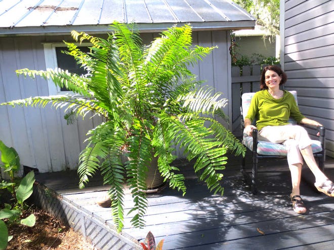 Darien Andreu relaxes on a deck next to one of her macho ferns. This fern is 10 years old and was divided about four years ago. Macho ferns are one of the easiest ferns to grow, so many novice gardeners are thrilled with how little effort they require. Photos by FRED WHITLEY, fred.whitley@staugustine.com