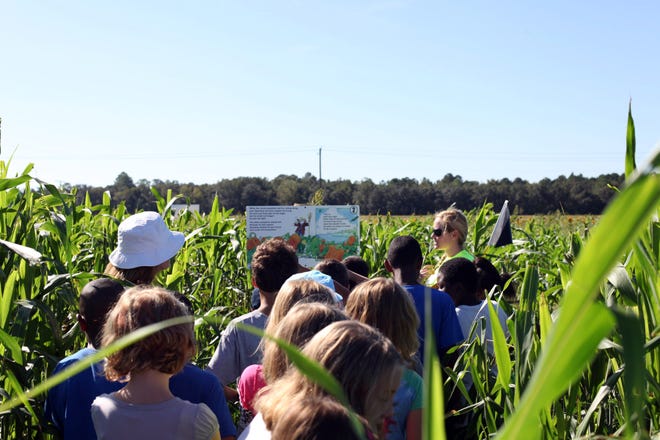 In this 2012 file photo, local third grade students make their way through the corn maze at Sykes and Cooper Farms in Elkton.