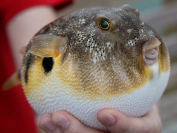 Pufferfish inflate to repel predators