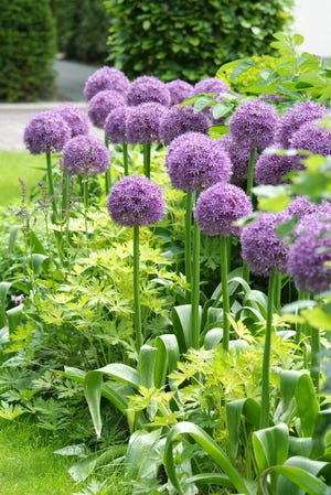The Globemaster allium, a hybrid that is bred for superior strength, adds flair to spring gardens.