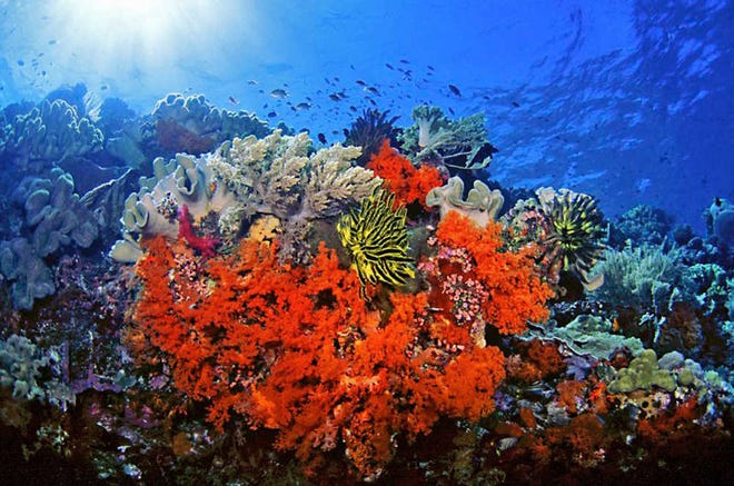 This undated handout photo provided by Marinelifephotography.com shows soft corals, crinoids and associated reef fishes in Southeast Sulawesi, Indonesia. A new study on the timing of climate change calculates the probable dates for when cities and ecosystems across the world would regularly experience never-before-seen hotter environments based on about 150 years of record-keeping.