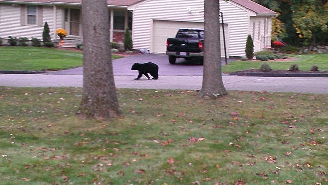The bear in Shrewsbury, spotted on Vista Drive.