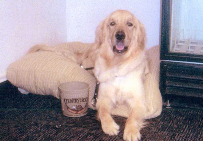 Kirkcaldy, a golden retriever, serves as an assistant dog for Bill Dain, of Overbrook, who is visually impaired. Funds are being raised to help pay for the dog's surgery.