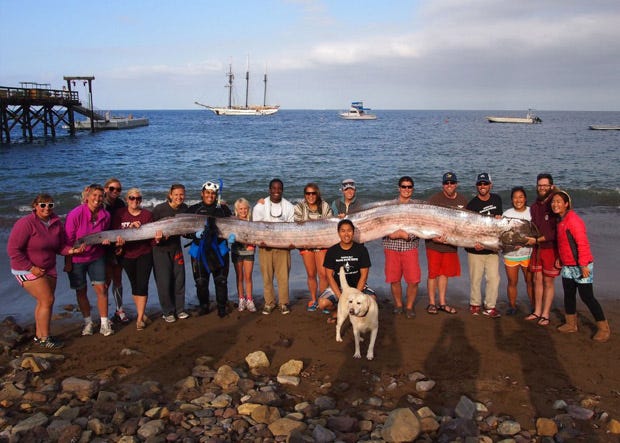 The crew of sailing school vessel Tole Mour and Catalina Island Marine Institute instructors hold an 18-foot-long oarfish that was found in the waters of Toyon Bay on Santa Catalina Island, Calif.