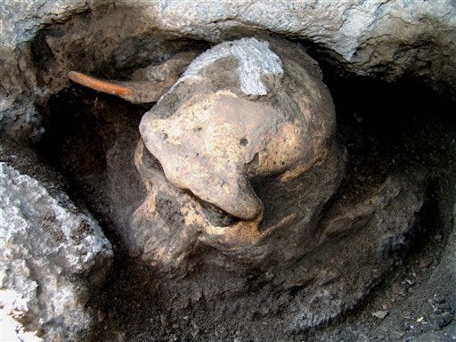 This 2005 photo provided by the journal Science shows a 1.8 million-year-old pre-human skull found in the ground at the medieval village Dmanisi, Georgia. It's the most complete ancient hominid skull found to date, and it is the earliest evidence of human ancestors moving out of Africa and spreading north to the rest of the world, according to a study published Thursday, Oct. 17, 2013, in the journal Science. Next to it is a large rodent tooth for comparison. (AP Photo/Courtesy of Georgia National Museum)