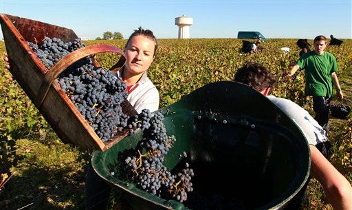 Helene Guiral a seasonal worker, collets red grape in the vineyards of the famed Chateau Haut Brion, a Premier Grand Cru des Graves, during the grape harvest in Pessac-Leognan, near Bordeaux, southwestern France, Monday, Oct. 7 , 2013. There will be an average harvest from the vineyards in Bordeaux this year, due to the bad weather of previous months. (AP Photo/Bob Edme)