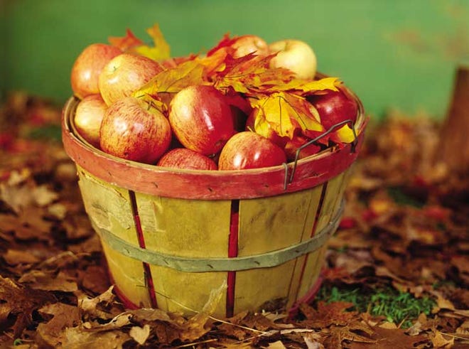 More than 7,500 varieties of apples are grown worldwide including 2,500 varieties in the United States.