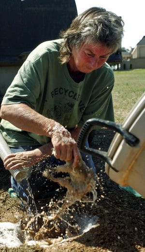 In this 2005 photo, Lynda Watson, a professional prairie dog catcher, grabs one of the prairie dogs as it emerges from its soap-and-water-filled home in Clovis, N.M. Efforts to save Clovis' prairie dogs have hit a snag. City Manager Joe Thomas said officials in Texas' Mitchell County oppose a proposal to move Clovis' unwanted prairie dogs to private land in the west-central Texas county.
