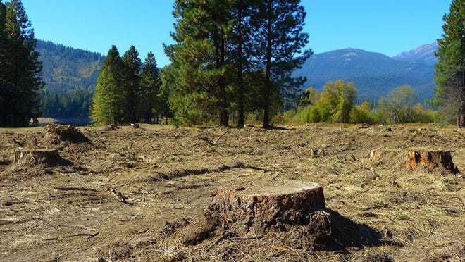 As part of a restoration project, the stumps left by the timber cut at the Lake Siskiyou meadow will be removed and the area restored with indigenous grasses and plants. “In one to two years, it will be a plush meadow again,” said Siskiyou County Director of Department of General Services Randy Akana. Photo by Paul Boerger