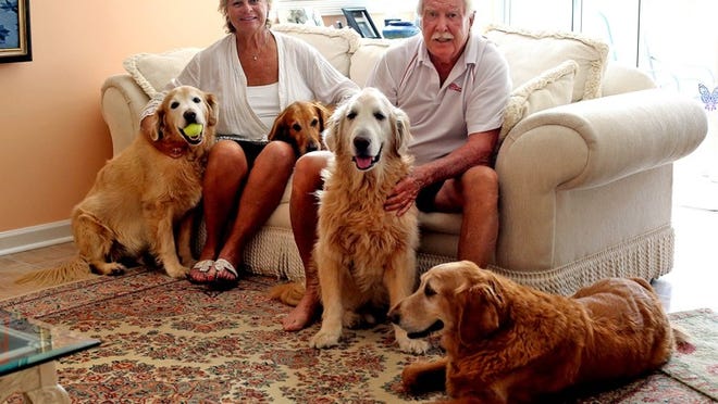 Bob and Lisa Hodgson with their four rescued Golden Retrievers, left to right, Luke, Kelsey, Titan and Toby, at their home in Palm Beach Gardens. The Hodgsons are active in the Golden Rescue South Florida; a non-profit organization founded in 1998 to help find homes for homeless Golden Retrievers. (Gary Coronado/The Palm Beach Post)