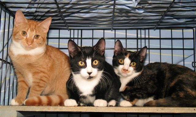 Cologne, Cobb and Colors are available at Milford Humane Society.