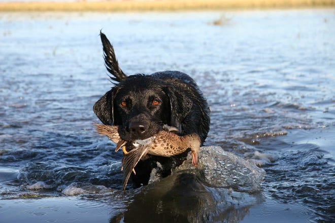 Hundreds of thousands of waterfowl visit Cheyenne Bottoms annually, and hunters flock to the area in the fall. Plenty of water is available for this year's migration, and duck hunters and dogs should enjoy a stellar year at this "wetland of international importance."
