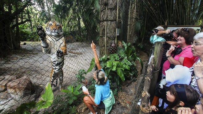 Nancy Nill, associate curator for Birds and Mammals at the Palm Beach Zoo, conducts a training exercise with one of the zoo’s three young tigers Sunday. The exercise checked the tigers’ paws and undersides for injuries and to observe the growth of their claws, Nill said. On Monday, the three brothers, Bunga, Jaya, and Penari will be leaving for their new home in Jacksonville.
