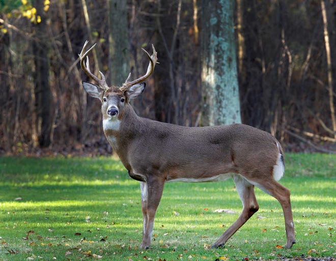 White-tailed deer season is set to open across the state of Texas.