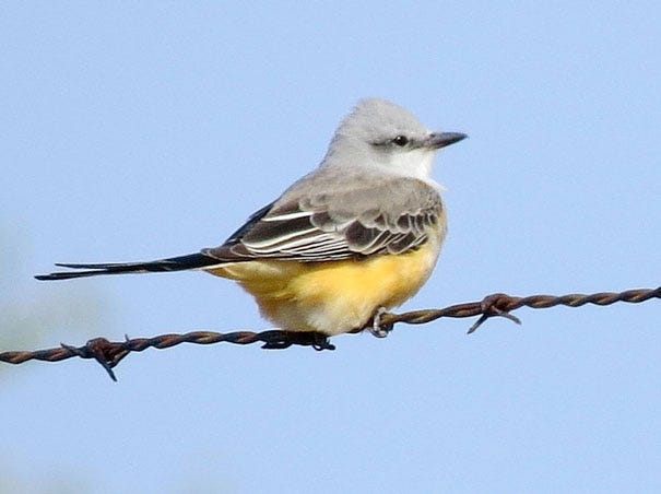 A scissor-tailed flycatcher rests on barbed wire at Fort Fisher. The flycatcher, the state bird of Oklahoma, is rarely seen this far east. Courtesy photo