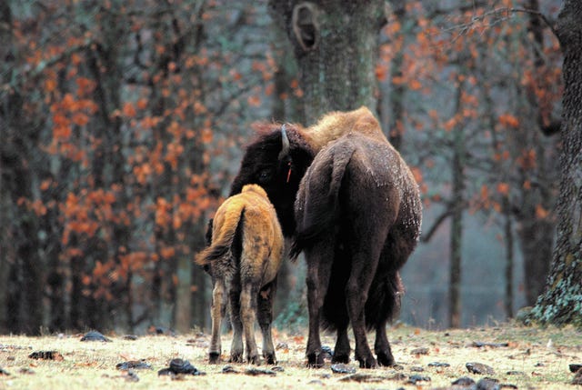 This photo by Jolynn Cole Reed shows a “Mom and Baby” bison at Woolaroc.