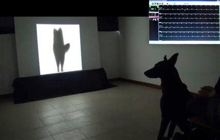 A dog watches a video of the silhouette of another dog wagging its tail to its left.