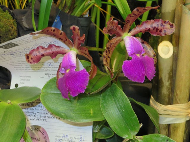 High Springs Mayor Sue Weller's award-winning orchid C. Peckhaviensis named “Amethyst.”