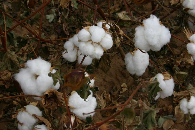 Nearly-harvestable organic cotton wraps up its growing stages in a field just west of the Bailey County line.