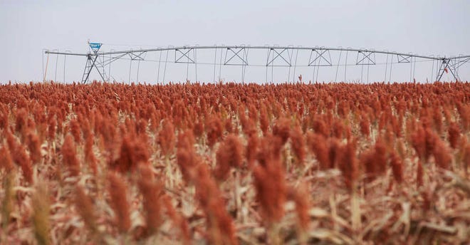 A center pivot irrigation system in north Lubbock County Friday. (Stephen Spillman / AJ Media)
