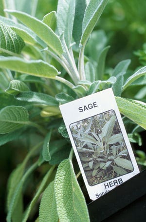 In addition to being a powerful antioxidant — linked to the prevention of cancer and the reduction of heart disease — sage is an excellent source of vitamin K, which is associated with bone and blood health.