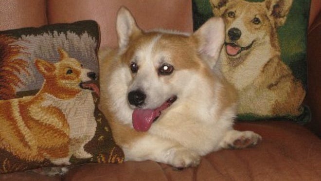 Tango and Toughy were devoted brothers in the home of Lexye and Gianni Aversa. When Toughy died, Tango liked to surround himself with corgi pillows that looked like his beloved companion.
