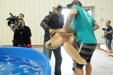Sonny Fernandez and volunteers put Lefty, a loggerhead sea turtle, in a pool at the new Karen Beasley Sea Turtle Rescue and Rehabilitation Center in Surf City last Thursday. The new building is 16-times larger than the old facility used since 1996.