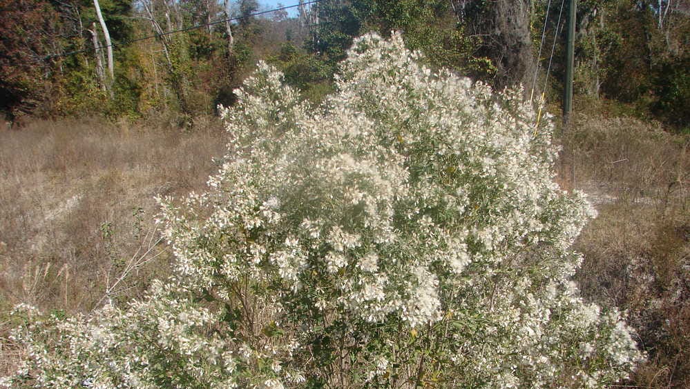 What to know about the white flowers that bloom in the fall