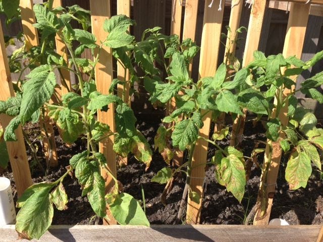 These Brandywine tomatoes appear to have tomato yellowleaf curl (TYLC). Heirloom tomatoes are sometimes not resistant to Florida pathogens.
Gail Harlow