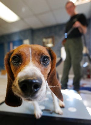 Elvis, a 2-year-old beagle, has demonstrated 97 percent accuracy in positive identification of samples from pregnant female polar bears.