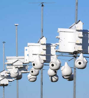 A variety of Lone Star Purple Martin bird houses hang in front of Gold Crest Distributing in Mexico.