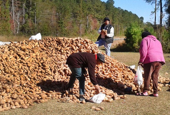 Jackie McCabe stands at the top of a pile of sweet potatoes as Stella Fisher and Denise Godette dig into it. The sweet potatoes were delivered by the Food Band of Central and Eastern North Carolina to Hyman Chapel AME Zion Church on N.C. 101 in southeastern Craven County.