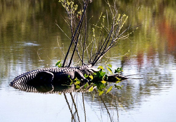 An alligator rests in the lower Neuse River.