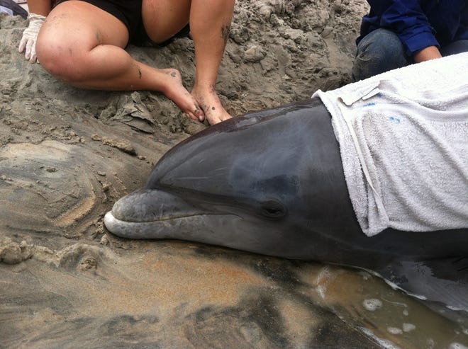 Rescuers assist a dolphin that stranded itself on Daytona Beach on Thursday morning.