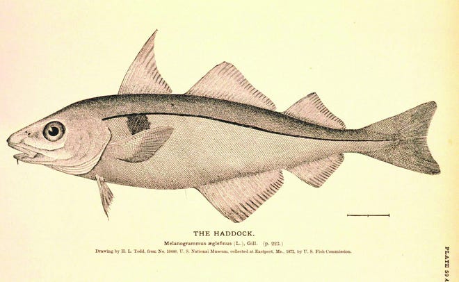 A 1872 scientific illustration of a haddock.