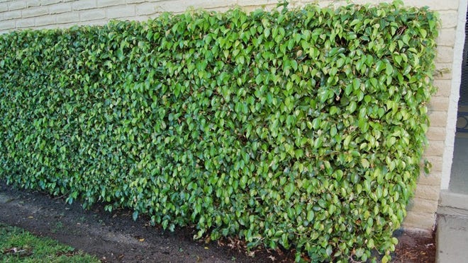 When planting hedges, they should be installed in a straight line approximately two feet off the walkway to avoid future sidewalk intrusion. (Photo by Willie Howard)