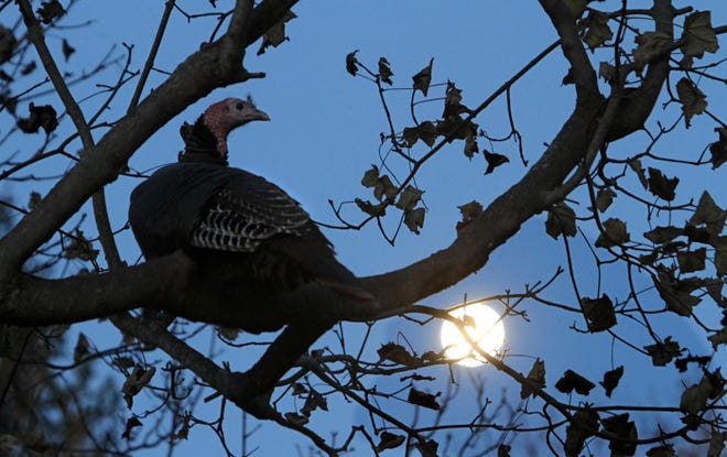 --MIDDLETOWN--November 18, 2013: Perched in the trees along Wapping Road, Middletown, there were close to 40 wild turkey waiting for dawn with the full moon still shining bright. The Providence Journal/ Frieda Squires