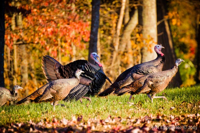 Jeff Eppinette of Mount Holly was driving along Killian Farm Road near Denver earlier this month when he saw a flock of about 20 young turkeys coming out of the woods.